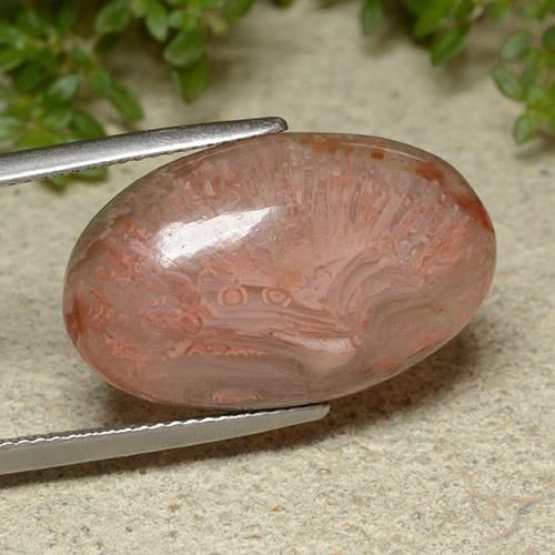 Corallo Multicolore naturale da 14.86 ct, Ovale, Traslucido