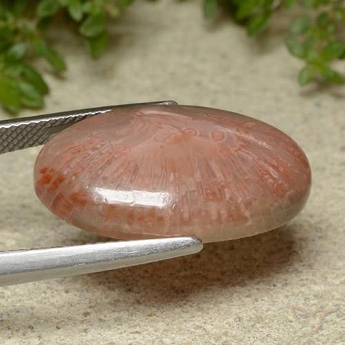 Corallo Multicolore naturale da 14.86 ct, Ovale, Traslucido