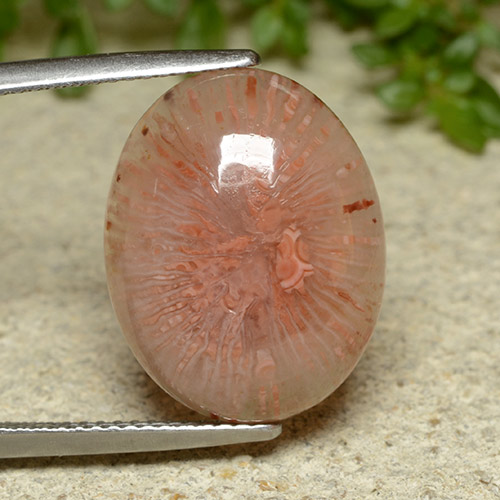 Corallo Multicolore naturale da 10.65 ct, Taglio ovale, Traslucido