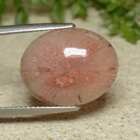 Corallo Multicolore naturale da 10.65 ct, Taglio ovale, Traslucido