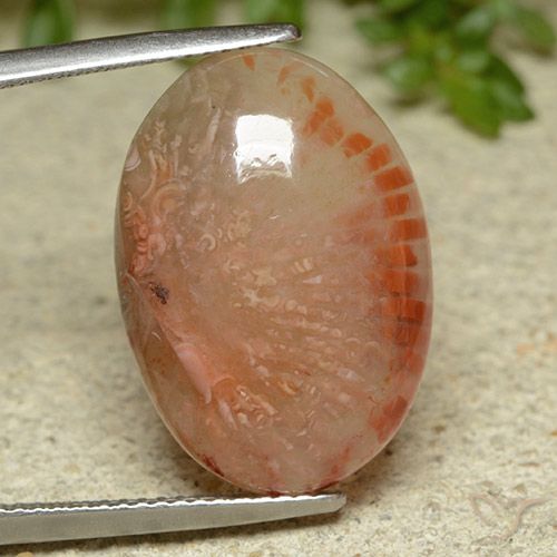 11.62ct Naturale Multicolore Corallo, Ovale, Traslucido