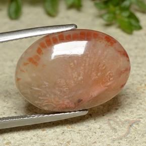 Corallo Multicolore naturale da 11.62 ct, Ovale, Traslucido