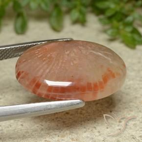 Corallo Multicolore naturale da 11.62 ct, Ovale, Traslucido
