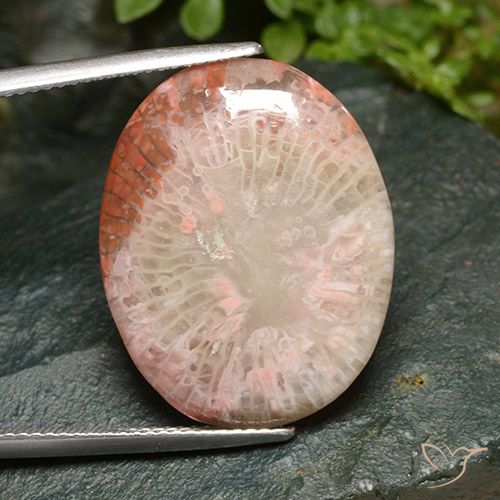 15.21ct Naturale Multicolore Corallo, Ovale, Traslucido
