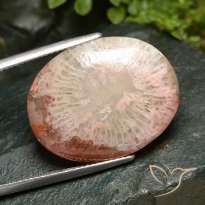 Corallo Multicolore naturale da 15.21 ct, Ovale, Traslucido