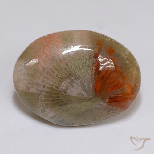16.14ct Naturale Multicolore Corallo, Ovale, Traslucido
