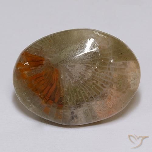 Corallo Multicolore naturale da 16.14 ct, Ovale, Traslucido