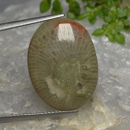 10.46ct Naturale Multicolore Corallo, Ovale, Traslucido