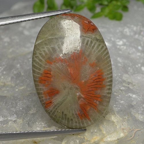 14.26ct Naturale Multicolore Corallo, Ovale, Traslucido