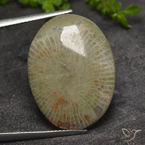 17.31ct Naturale Multicolore Corallo, Ovale, Traslucido