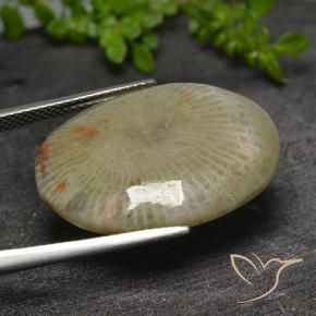 Corallo Multicolore naturale da 17.31 ct, Ovale, Traslucido