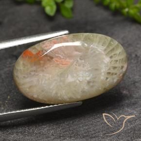 Corallo Multicolore naturale da 11.82 ct, Ovale, Traslucido