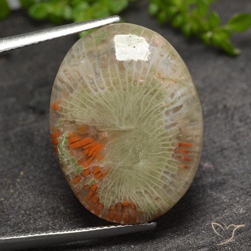 15.10ct Naturale Multicolore Corallo, Ovale, Traslucido