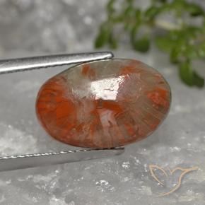 Corallo Multicolore naturale da 5.96 ct, Ovale, Opaco