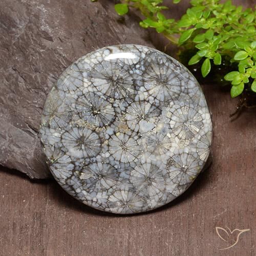 54.18ct Naturale Multicolore Corallo, Rotondo, Opaco