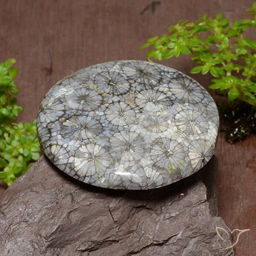 Corallo Multicolore naturale da 54.18 ct, Rotondo, Opaco
