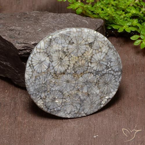 Corallo Multicolore naturale da 54.18 ct, Rotondo, Opaco
