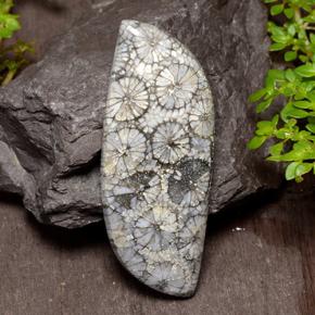 Corallo Multicolore naturale da 26.84 ct, Forma fantasia, Opaco