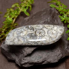 Corallo Multicolore naturale da 26.84 ct, Forma fantasia, Opaco