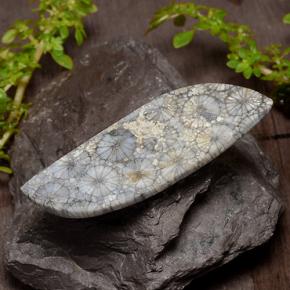 Corallo Multicolore naturale da 26.84 ct, Forma fantasia, Opaco