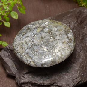 Corallo Multicolore naturale da 42.64 ct, Taglio rotondo, Opaco