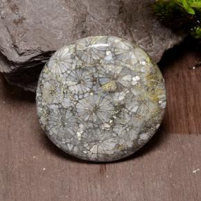 Corallo Multicolore naturale da 42.64 ct, Taglio rotondo, Opaco