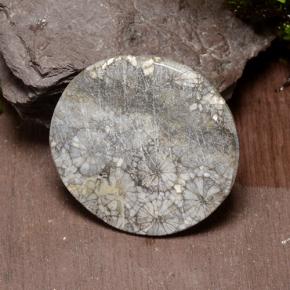 Corallo Multicolore naturale da 42.64 ct, Taglio rotondo, Opaco