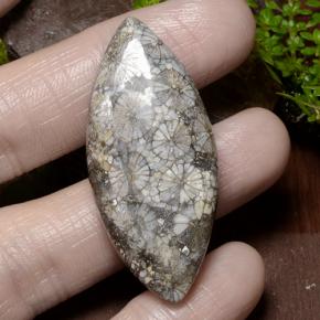 Corallo Multicolore naturale da 36.99 ct, Taglio marquise, Opaco