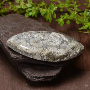 Corallo Multicolore naturale da 36.99 ct, Taglio marquise, Opaco