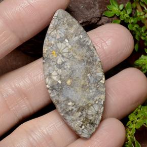 Corallo Multicolore naturale da 36.99 ct, Taglio marquise, Opaco