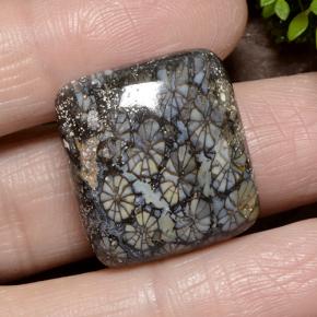 Corallo Multicolore naturale da 23.19 ct, Taglio a cuscino, Opaco