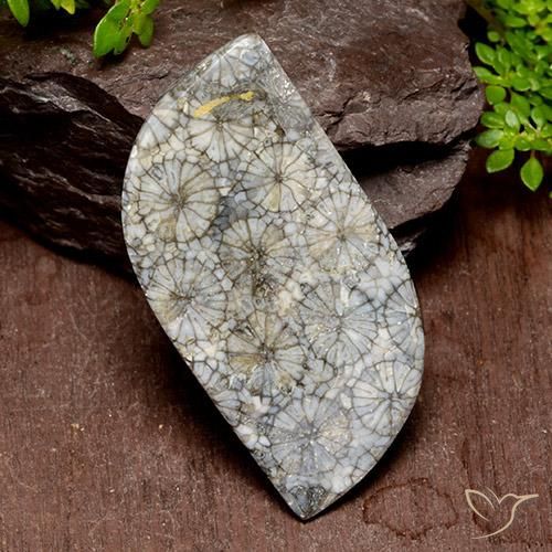 Corallo Multicolore naturale da 40.47 ct, Taglio a fantasia, Opaco