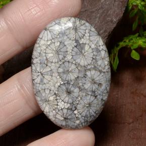 Corallo Multicolore naturale da 34.23 ct, Taglio ovale, Opaco