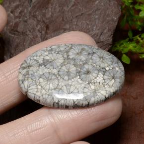 Corallo Multicolore naturale da 34.23 ct, Taglio ovale, Opaco