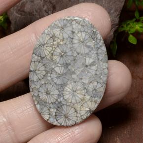 Corallo Multicolore naturale da 34.23 ct, Taglio ovale, Opaco