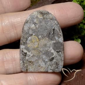 Corallo Multicolore naturale da 45.79 ct, Taglio a fantasia, Opaco
