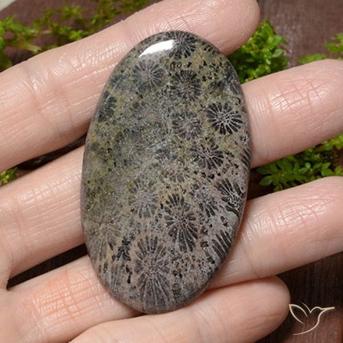 66.42ct Naturale Multicolore Corallo, Ovale, Opaco