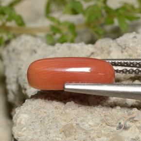Corallo Arancia Fuoco naturale da 2.00 ct, Ovale, Opaco