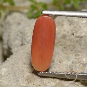 Corallo Arancia Fuoco naturale da 2.00 ct, Ovale, Opaco