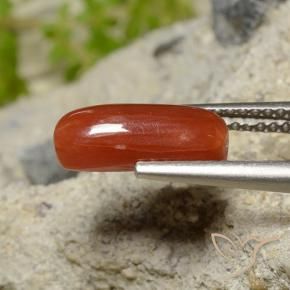 Corallo Rosso fuoco naturale da 1.81 ct, Ovale, Opaco