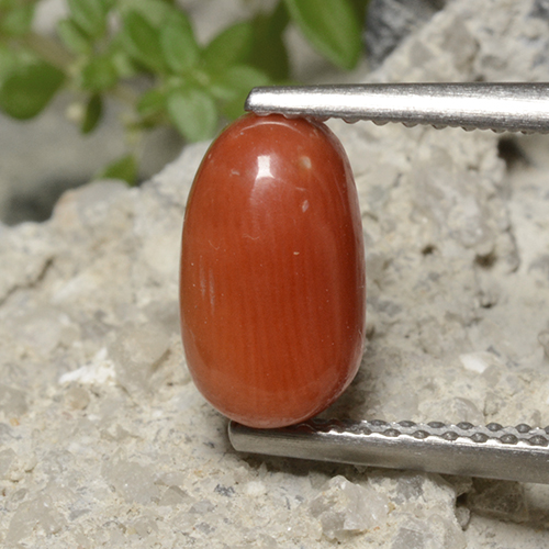 Corallo Arancio Medio naturale da 1.70 ct, Taglio ovale, Opaco
