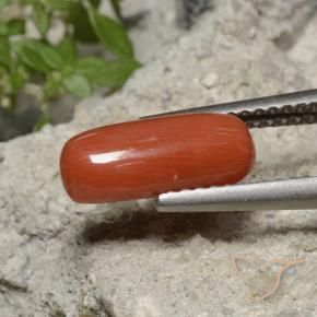 Corallo Arancia Fuoco naturale da 1.90 ct, Ovale, Opaco