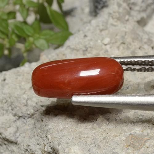 Corallo Tono rosso fuoco naturale da 1.95 ct, Ovale, Opaco
