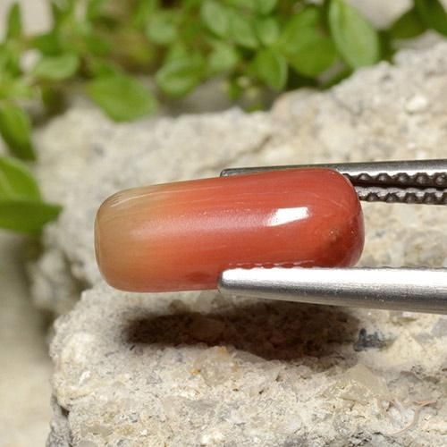 Corallo Arancia Fuoco naturale da 2.78 ct, Ovale, Opaco