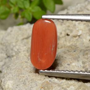 Corallo naturale arancione da 1,40 ct, taglio ovale, opaco