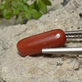 Corallo Rosso medio naturale da 2.26 ct, Ovale, Opaco