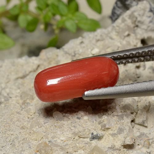 Corallo Rosso arancione naturale da 1.79 ct, Ovale, Opaco