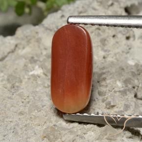 Corallo Rosso medio naturale da 1.69 ct, Ovale, Opaco
