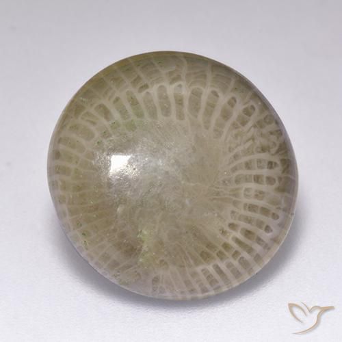 Corallo Multicolore naturale da 9.39 ct, Rotondo, Opaco