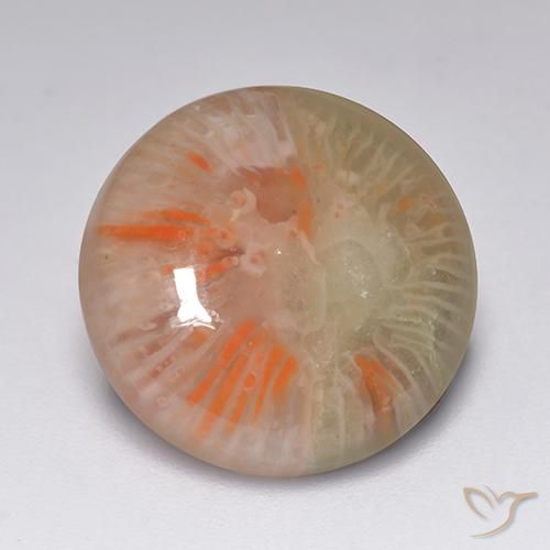 Corallo Multicolore naturale da 7.51 ct, Rotondo, Traslucido
